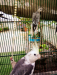Cockatiel